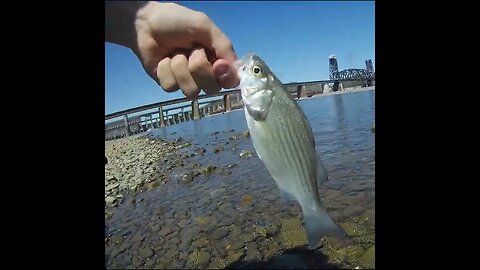 White bass Releases