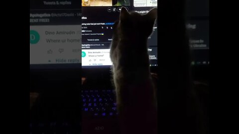 Kitten Discovers Cursor #Shorts