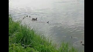 Duck chases away a duckling