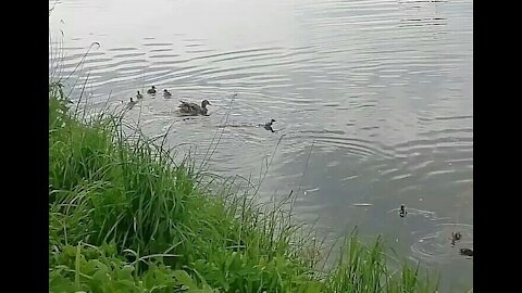 Duck chases away a duckling