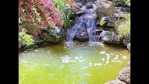 Backyard Waterfall, Pond and Goldfish