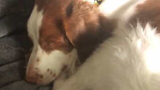 Dog and owner snore in unison