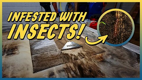 Insect Infested Rug - Carpet Cleaning Satisfying Video