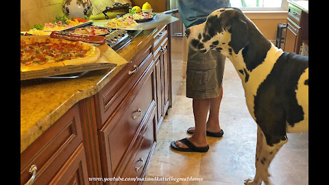 Funny Great Danes Watch Pizza Slide Into The Oven For Pizza Challenge