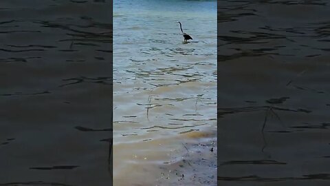 Blue Heron takes off