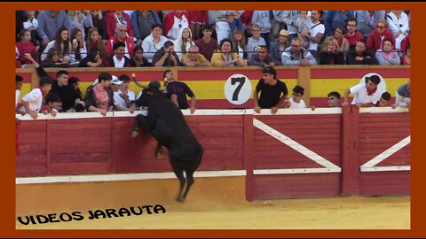 TUDELA ( NAVARRA )MATINAL 7º ENCIERRO VACAS PLAZA ( DOMINGO 31 JULIO 2022 ) VIRGENA DE SANCHO ABARCA