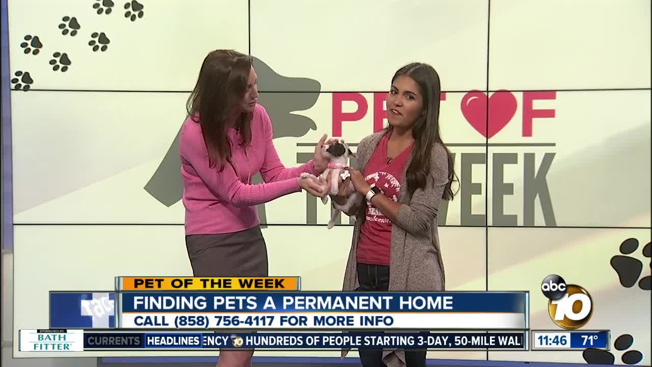 Pet of the Week: Jetta