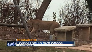 Third bobcat sighting reported in Whitefish Bay, now near schools