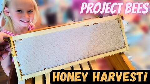 🐝🍯 Exciting First Honey Extraction! 🍯🐝 | Journey of a First-Year Beekeeper 🌼