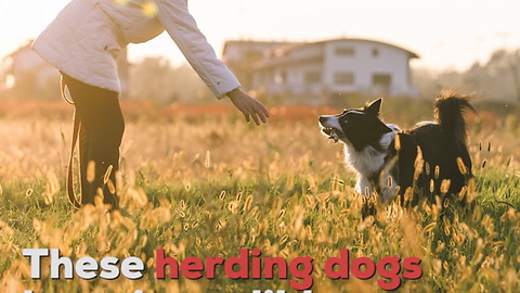 Border Collies Are a Super Smart Dog Breed