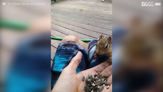 Cão dá amendoim a pequeno esquilo no Canadá