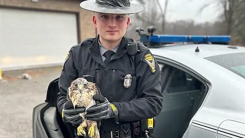 Ohio State Trooper rescues injured hawk