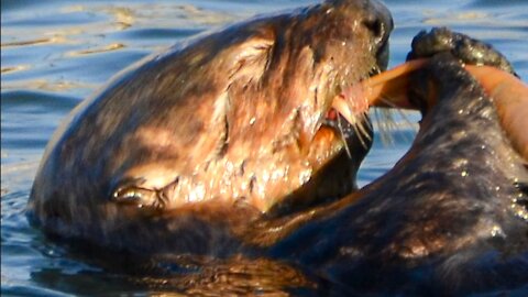 Ocean Critters