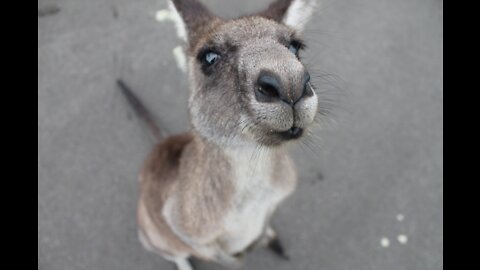 Cute adorable baby kangaroos