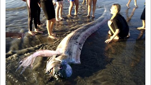 STRΑNGΕ Creature Was Just Discοvered On A Texas Beach (And This Isn't The Only Βizarre Discovery)