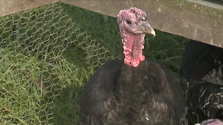 Supply chain crisis may affect Thanksgiving dinner; local farms avoid turkey issues