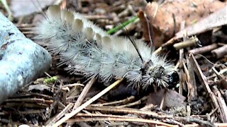 Beautiful but venomous caterpillar caused widespread terror after social media post