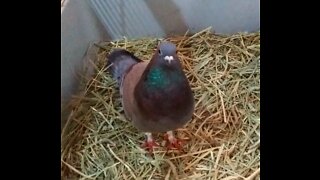🕊 Rescue Pigeon Talks and Struts ❤