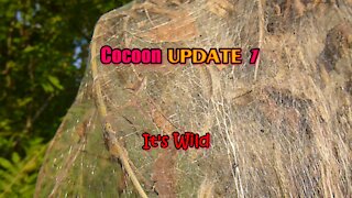 Cocoon UPDATE 1