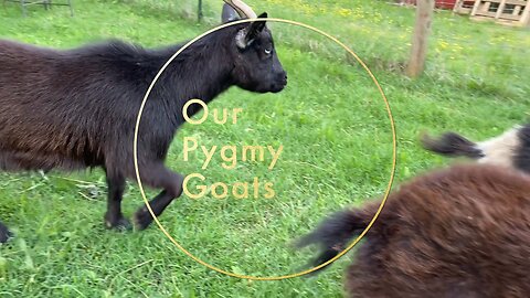 Nigerian/Pygmy goats join our little farm