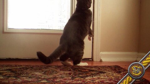 Buster Wants OUT RIGHT MEOW 2