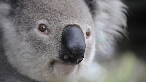 The Animals Getting Harmed By Australia Bushfires