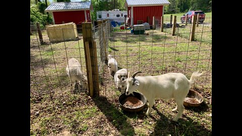 Great Pyrenees Guardian Pup Training