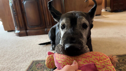Hungry Great Dane Loves To Nibble Corn Rows On Her Stuffie Toy