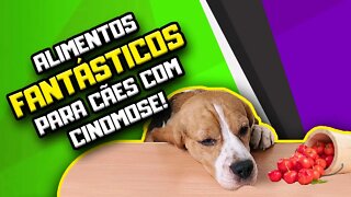 Como alimentar Cachorro com Cinomose | Dr. Edgard Gomes | Alimentação natural para Cães