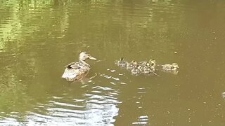 Mummy Duck and Ducklings