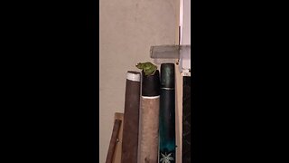 My ￼Pet Frog Live In A Didgeridoo