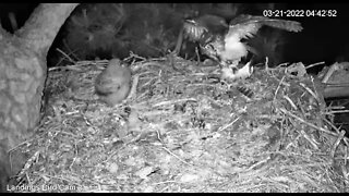 Mom Arrives With a Black-crowned Night Heron-Cam Three 🦉 3/21/22 04:42