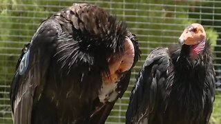 New research helps save California condors