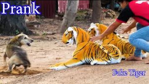 Fake Tiger Vs Dog Prank Video Funny