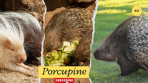 Porcupines Are Large Rodents With Coats Of Sharp Spines ll Epic Fail ll