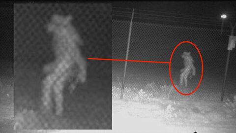 Man captured chupacabra on camera #caughtoncamera #conspiracy #mythicalcreature