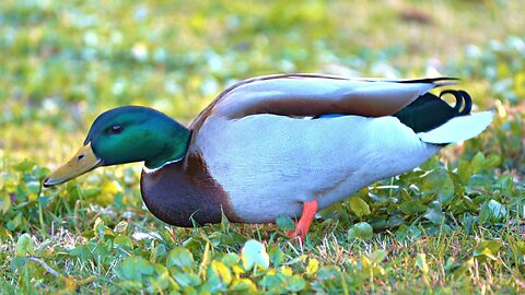 Just a Mallard Duck Drake Foraging on Grass
