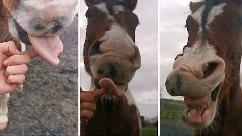 Goofy horse loves to stick out his tongue for the camera
