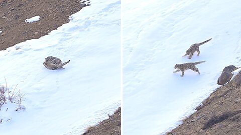 Rare footage of snow leopard cubs playing in the snow