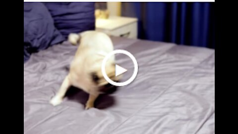 Dogs And 😹 Cats In Funny Situations - Try Not To Laugh