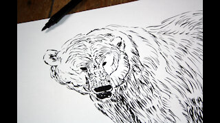 Polar Bear Painting Time Lapse