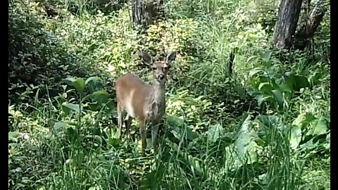 Blacktail Salad Bar, July 1 - 16