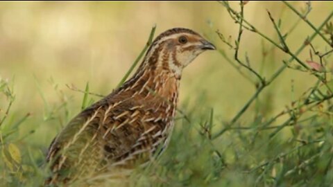 Batair ki awaz subha|Quail calling at sunrise