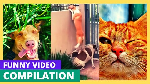 Silly Animals😂😂 Funny Pet Videos 2022 | Super Dogs Reaction Videos