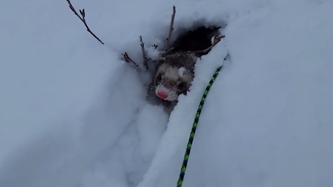 Ferret sees heavy snowfall as one giant playground