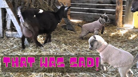 Baby Goat Goes Outside For The First Time Ever!