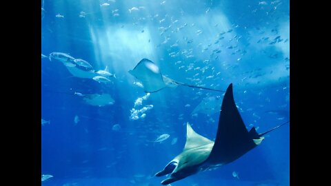 Diving with Sting Ray in the deep sea