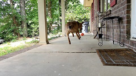 Bluto's Playful Slow-Motion Fetch on the Porch