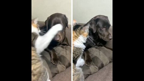 Angry Cat Fighting with Dogs | Cat vs Dog fight STOP LAUGHING IF YOU CAN