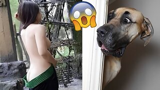 Funniest Animals Video - Funny Dogs And Cats - Try Not To Laugh Animals 2022